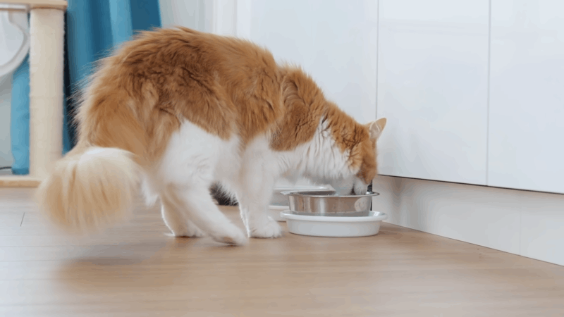 Calming Chews for Cats