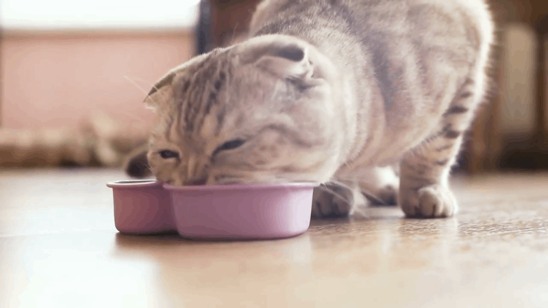 Can Cats Eat Gummies That Contain CBD