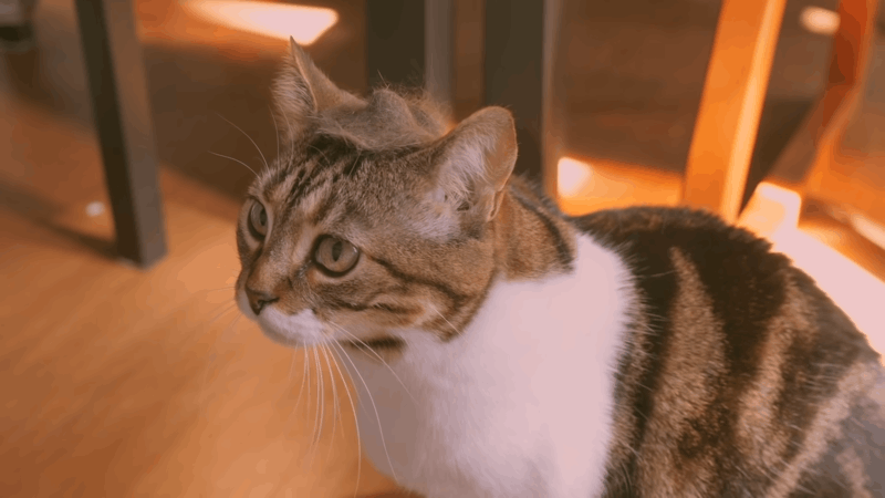 Does CBD Make Cats Sleepy Extraordinary Cat Rest With CBD