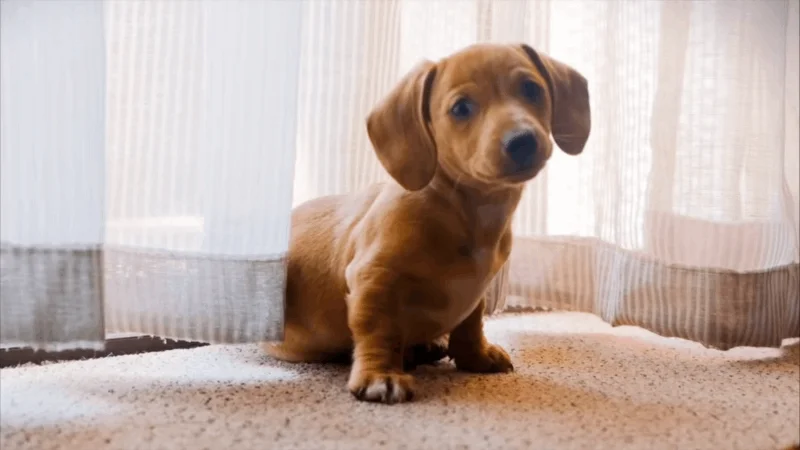 CBD for Dogs