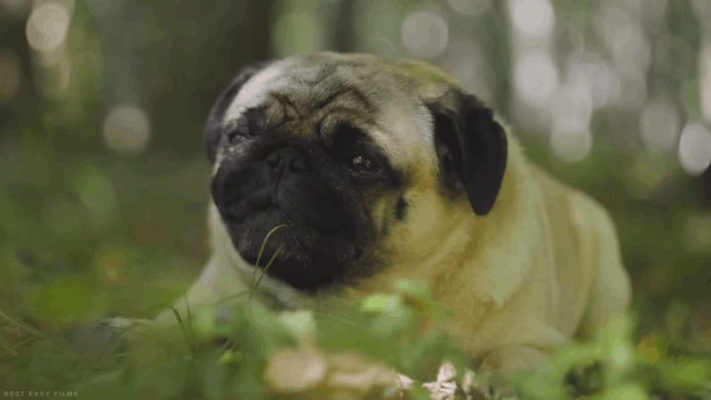 dogs and CBD gummies