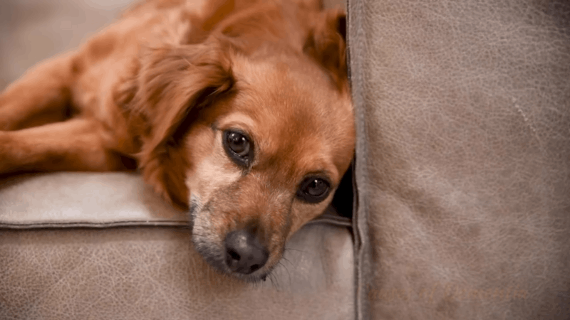 nausea-in-dogs-and-the-effective-use-of-cbd-treatment