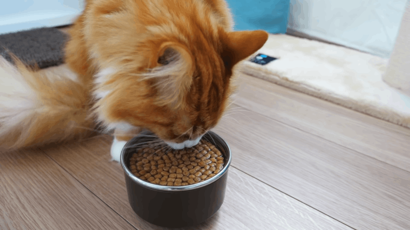 Factors to Consider When Choosing the Right Edibles for Dementia in Cats