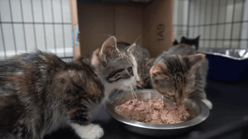 Choosing Calming Chews for Cats