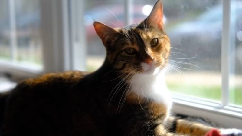 Feline Hyperesthesia CBD A Natural Solution for Cats