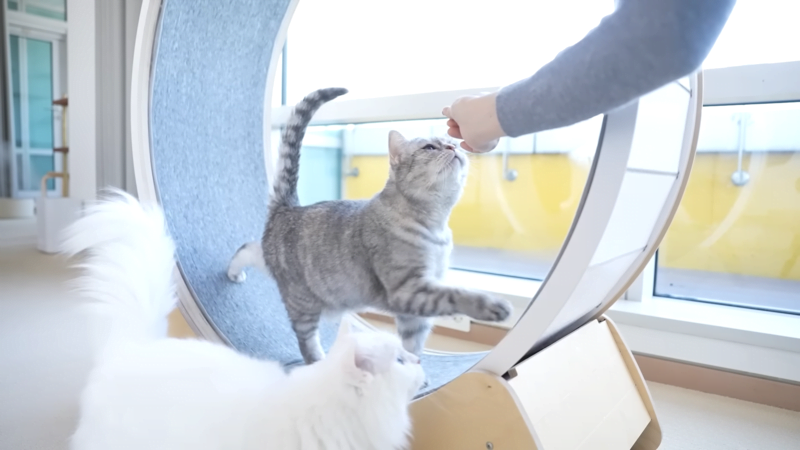 How Do You Calm an Aggressive Cat