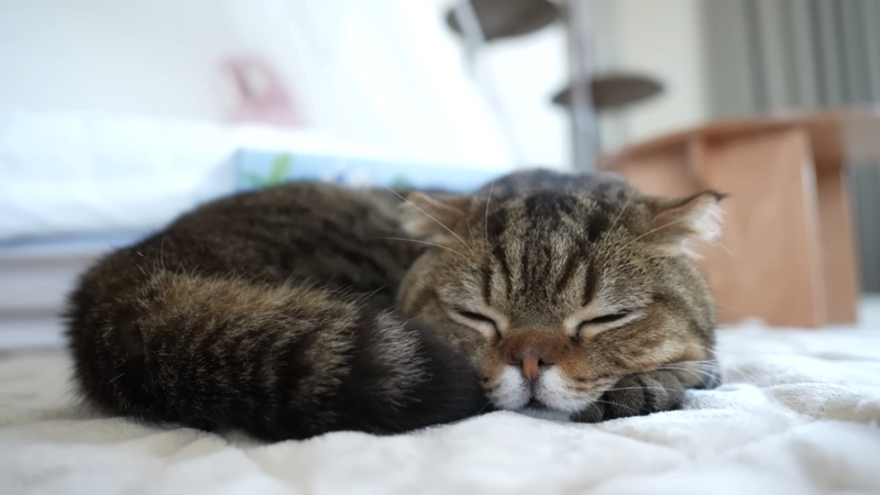 Natural Ways to Calm an Aggressive Cat