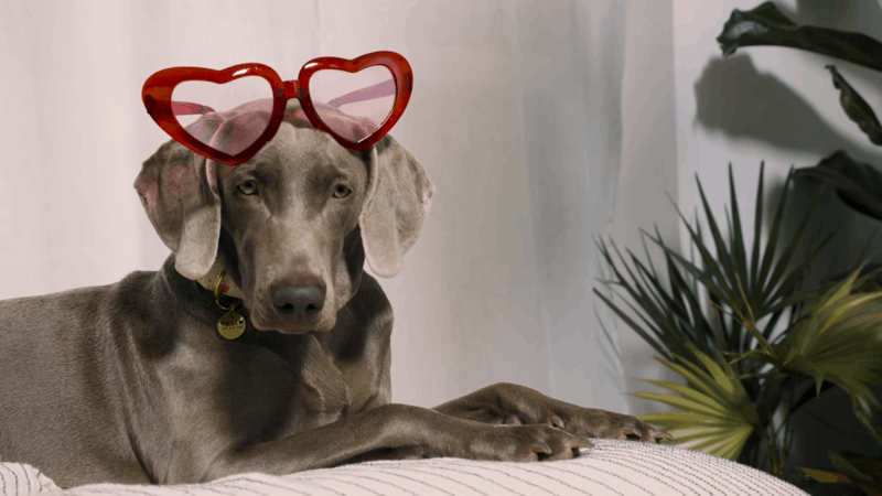 CBD Calming Dog Treats