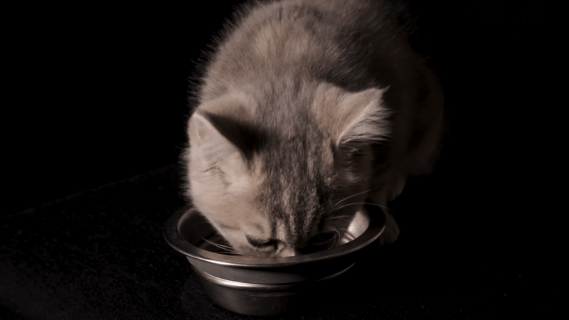 Best Calming Chews for Cats