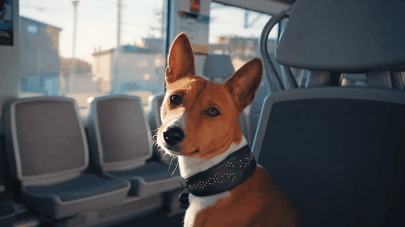 CBD gummies for pain