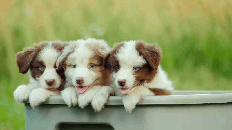 cbd for dogs with dementia