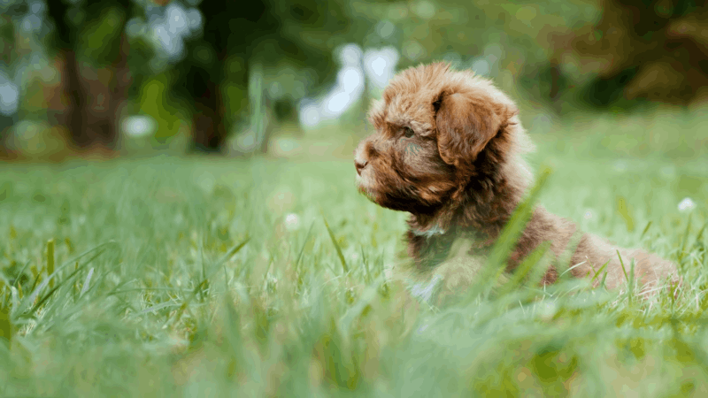 CBD for dogs with arthritis