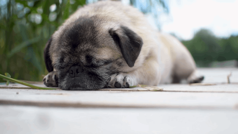 dogs and allergies symptoms