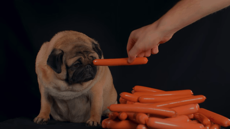 Dog and inflammation