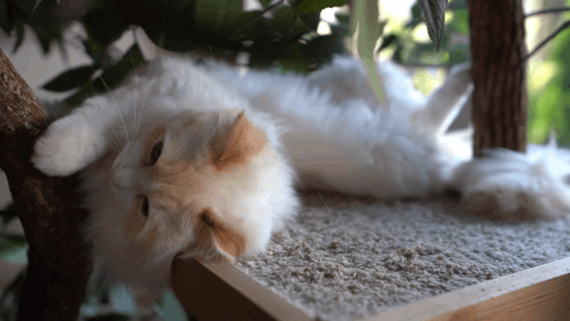 Cat Diabetic Neuropathy