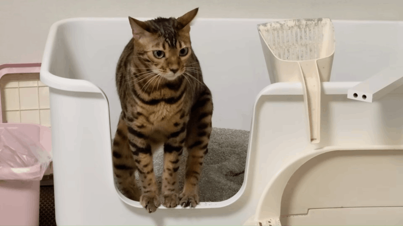 Cat Diabetic Neuropathy