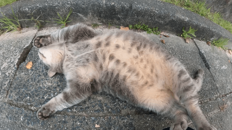 Cat Stomach Ache and Safe CBD Approach to Cats Health