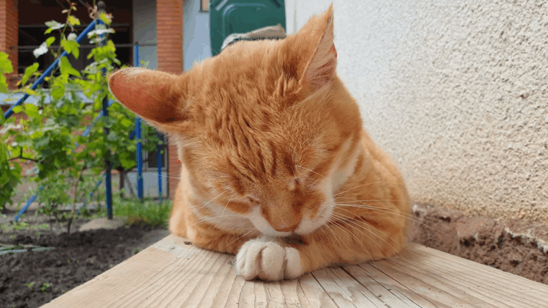 Dermatitis in Cats