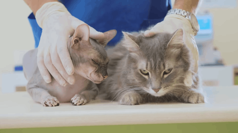 Epilepsy in Cats and Amazing CBD for Epilepsy Treatment