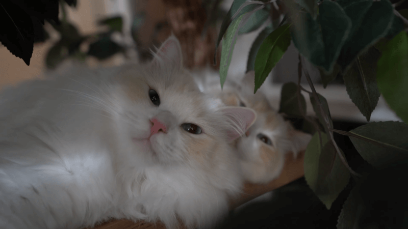 How Long Do Cats Stay In Heat