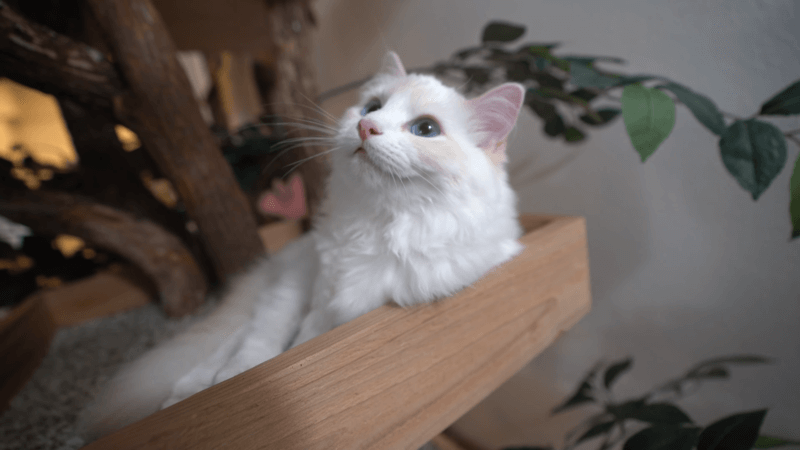 How to Help a Cat in Heat and Effective CBD Benefits