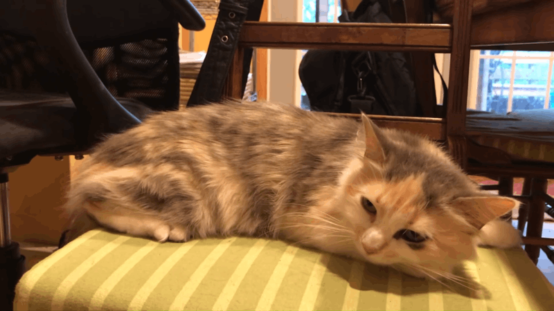 Is Diabetic Neuropathy in Cats Painful