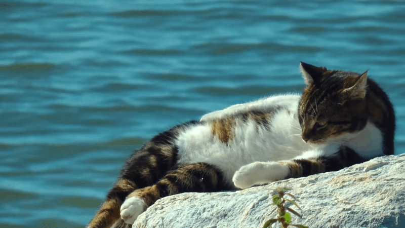 CBD for Crohn’s Disease