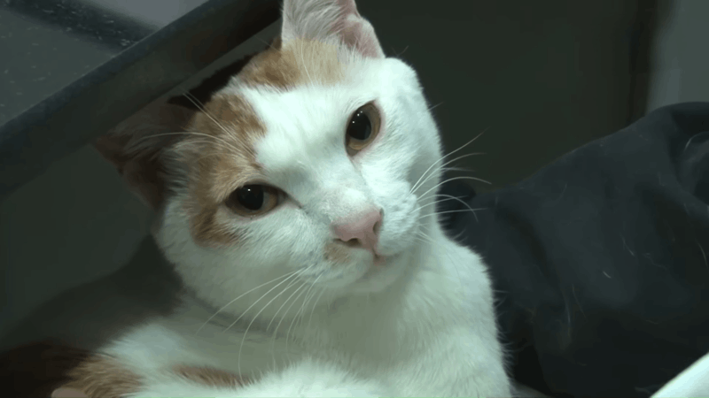 Signs of Cancer in Cats