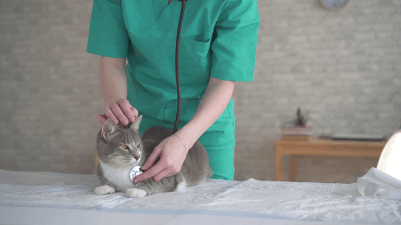 Diabetic Neuropathy in Cats