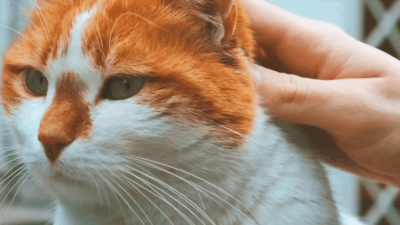 Lymph Nodes in Cats And A Secure CBD Lymphoma Treatment