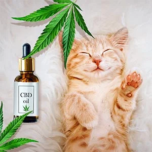 CBD For Cats