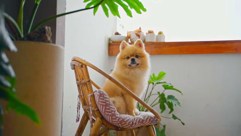 CBD for epilepsy in dogs