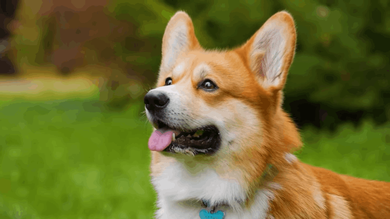 dog-ear-infection-the-power-of-cbd-for-effective-relief