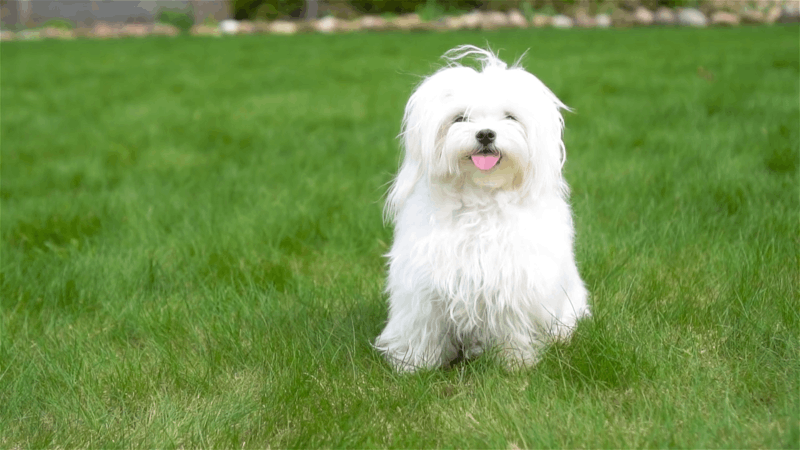 Autoimmune Disease In Dogs