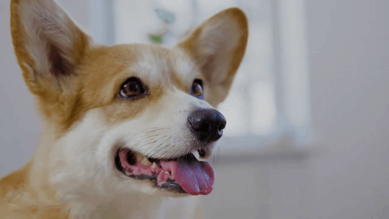 protect dogs with CBD