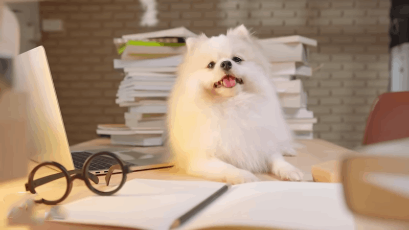 Loss of appetite in dogs