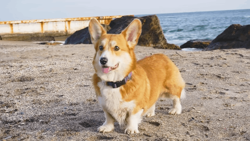 CBD For Dog Aggression