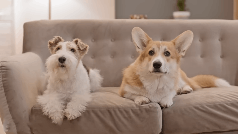 hip dysplasia in dogs