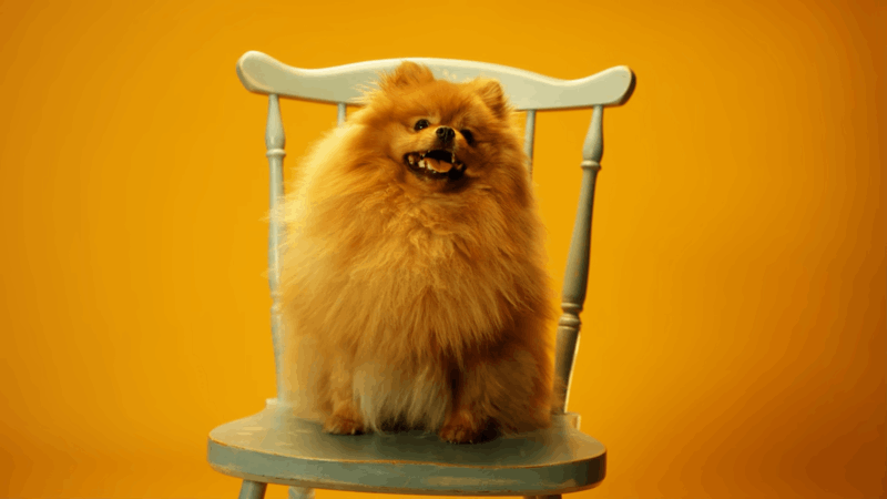 dogs and cbd products