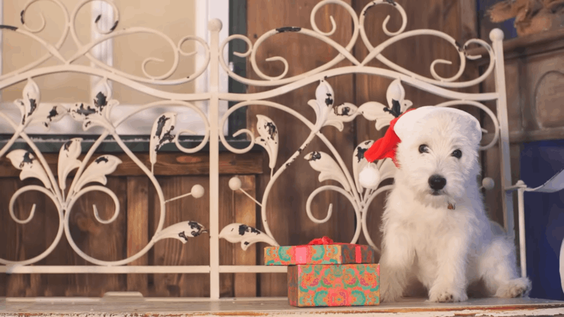 CBD Capsules For Dogs