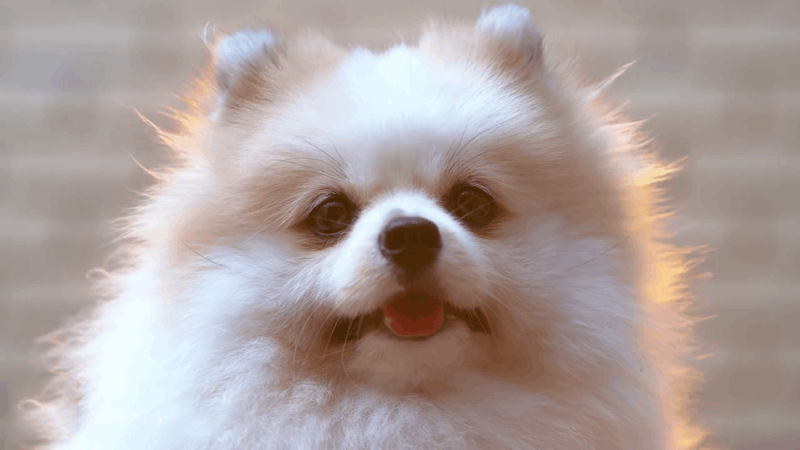 CBD for Diabetes in dogs