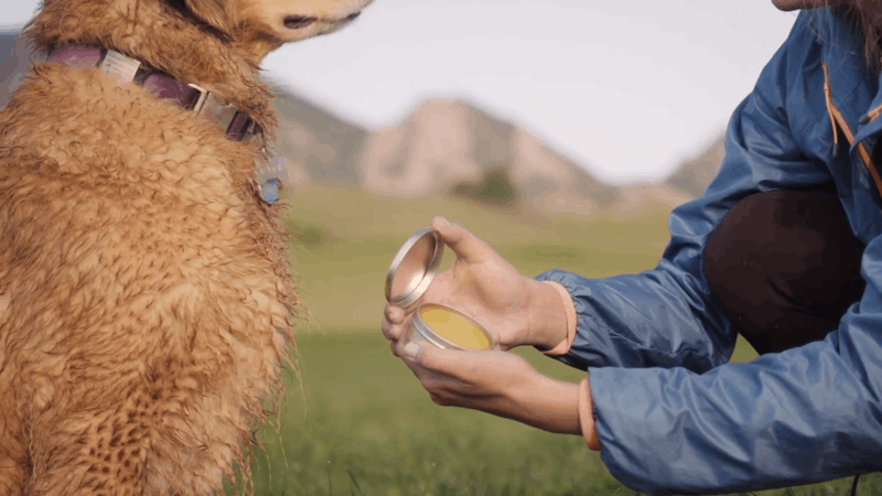 how to give dogs CBD cream