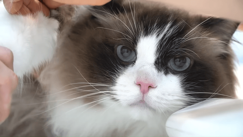 cbd oil for dying cat