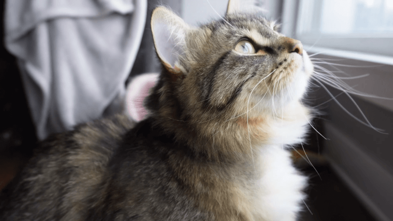 cbd for cats joint pain