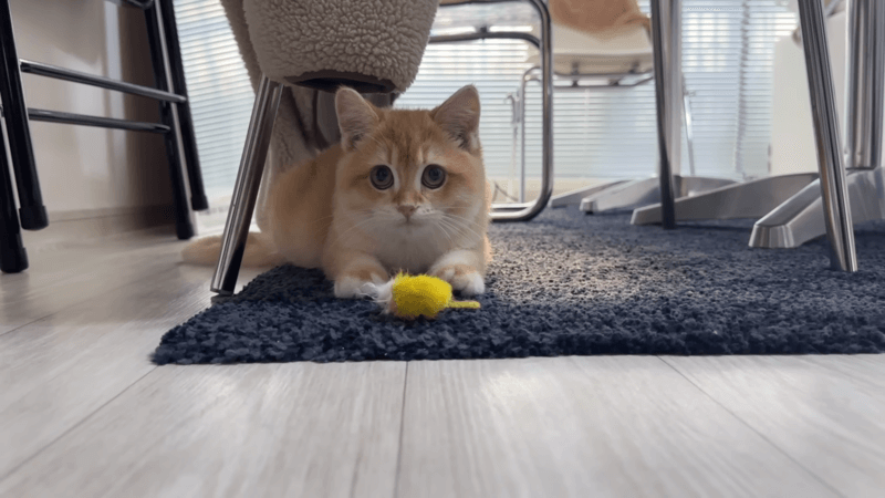 can a cat overdose on gabapentin