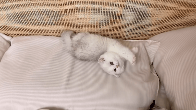 Can I give my cat CBD oil