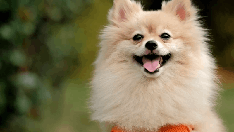 CBD isolate for dogs