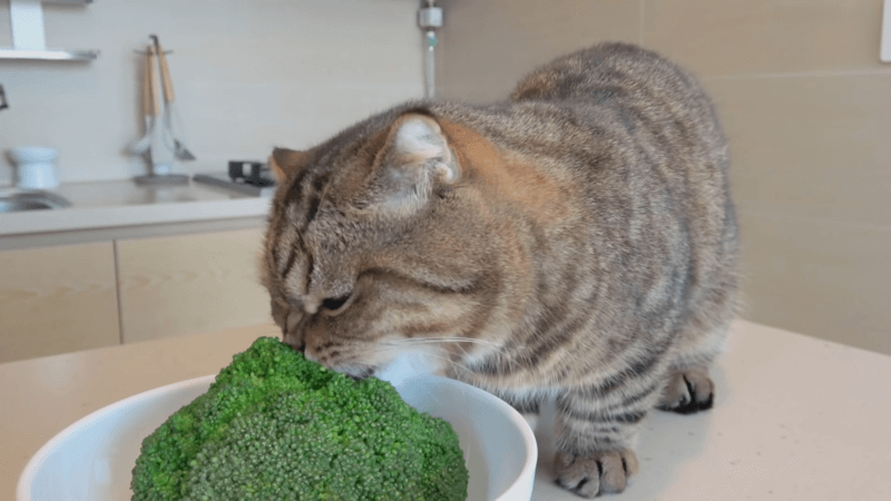 How much CBD is too much for a cat