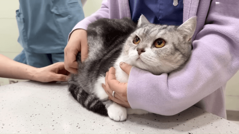 How to give cbd to cats