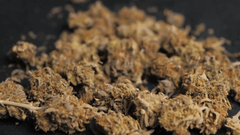 CBD for dogs and cats